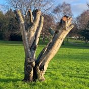 Un arbre chandelle sur le campus 1