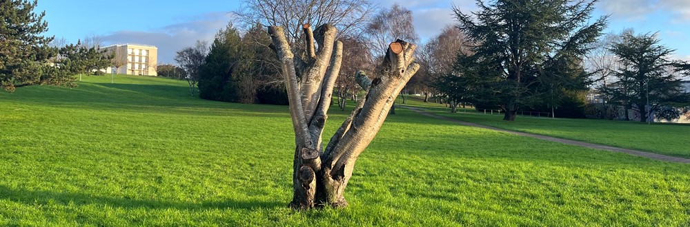 You are currently viewing Un arbre chandelle sur le campus 1